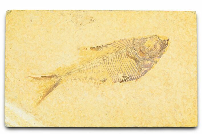 Bargain, Fossil Fish (Diplomystus) - Wyoming #379436
